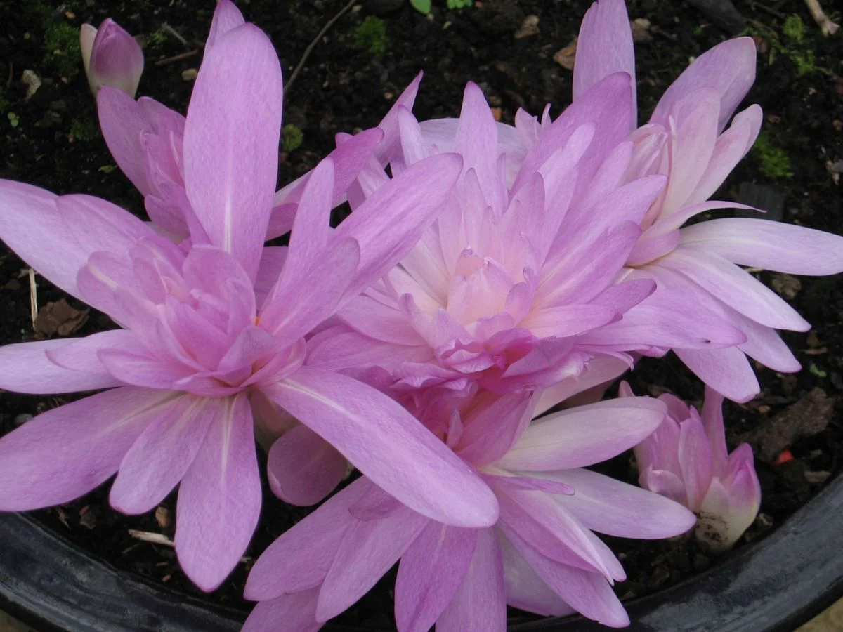 Marco flowers 1.webp