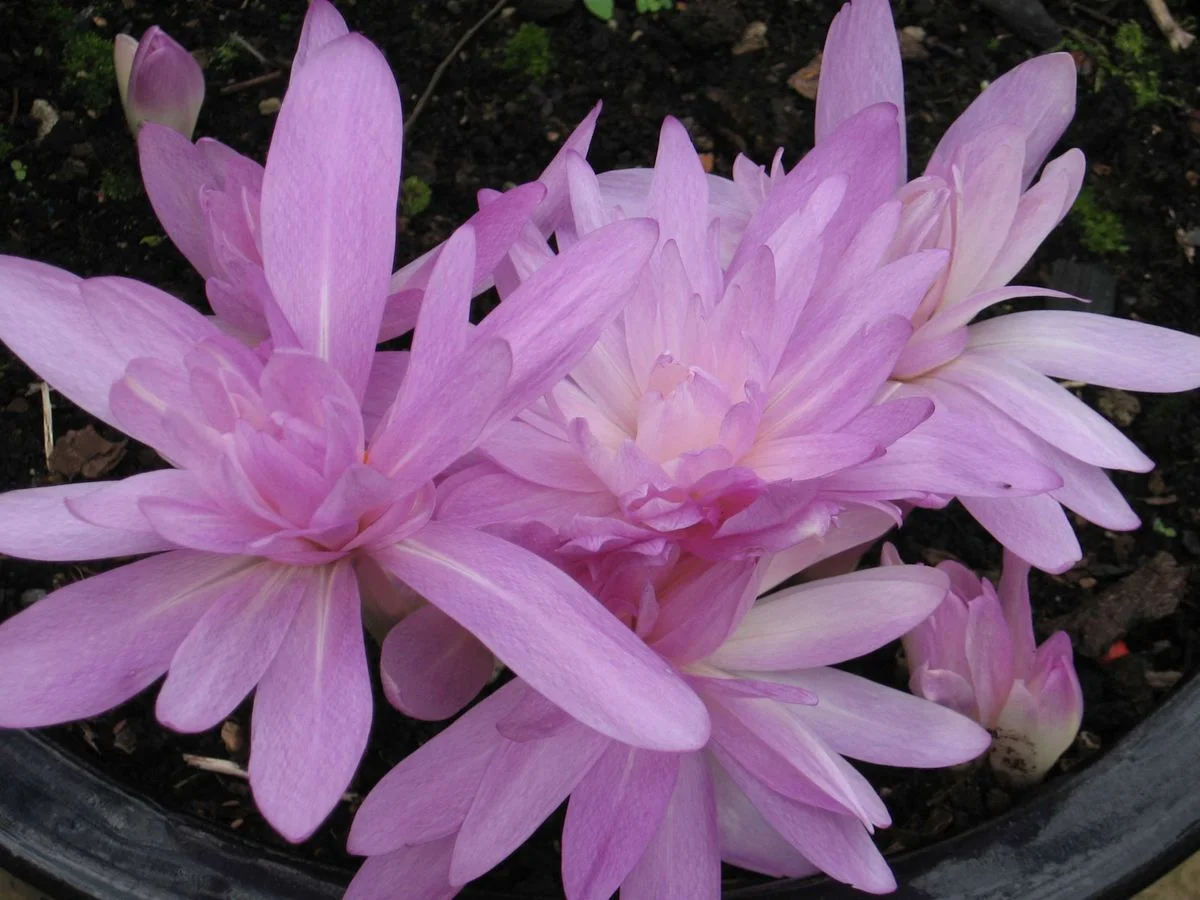 Marco flowers 1.webp