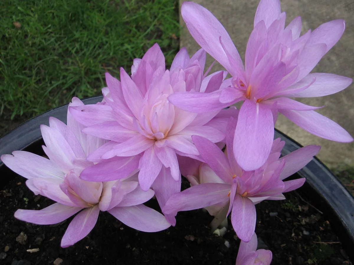 Marco flowers 2.webp