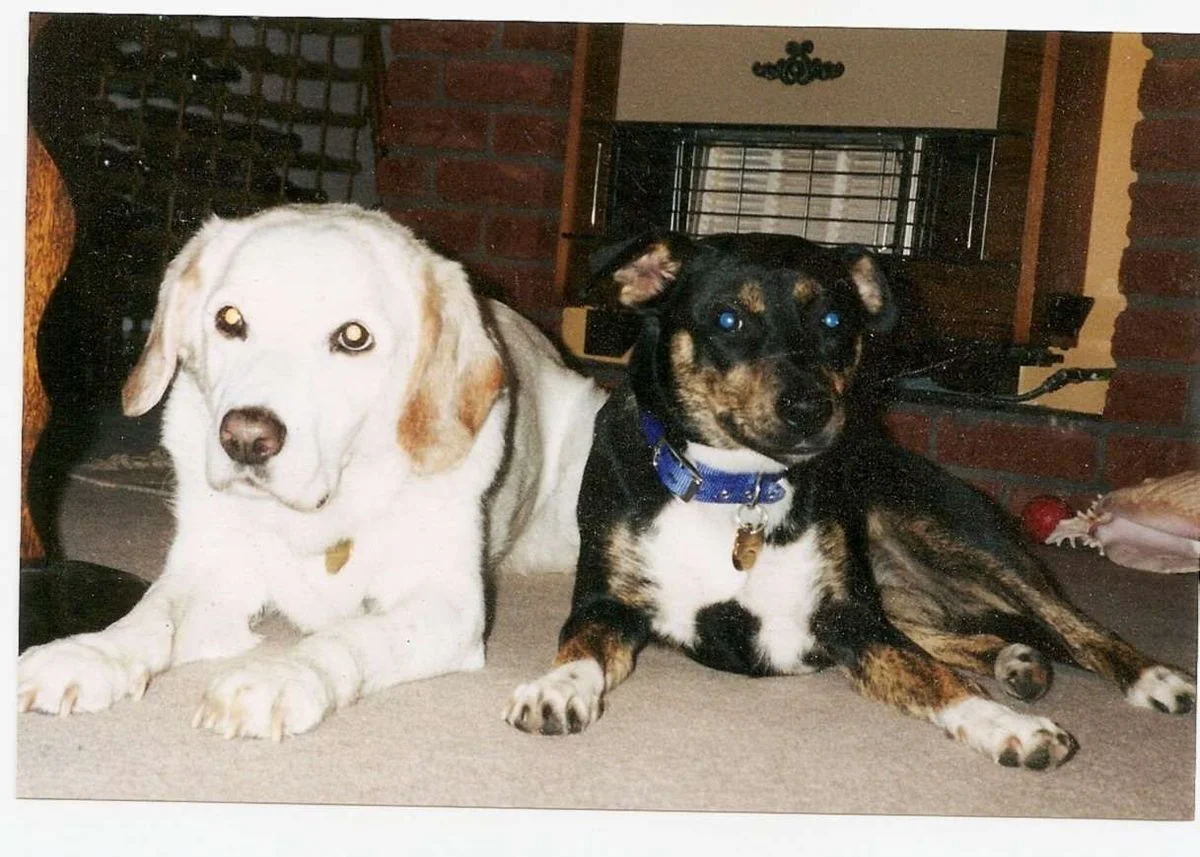 Marco & Saffi.webp