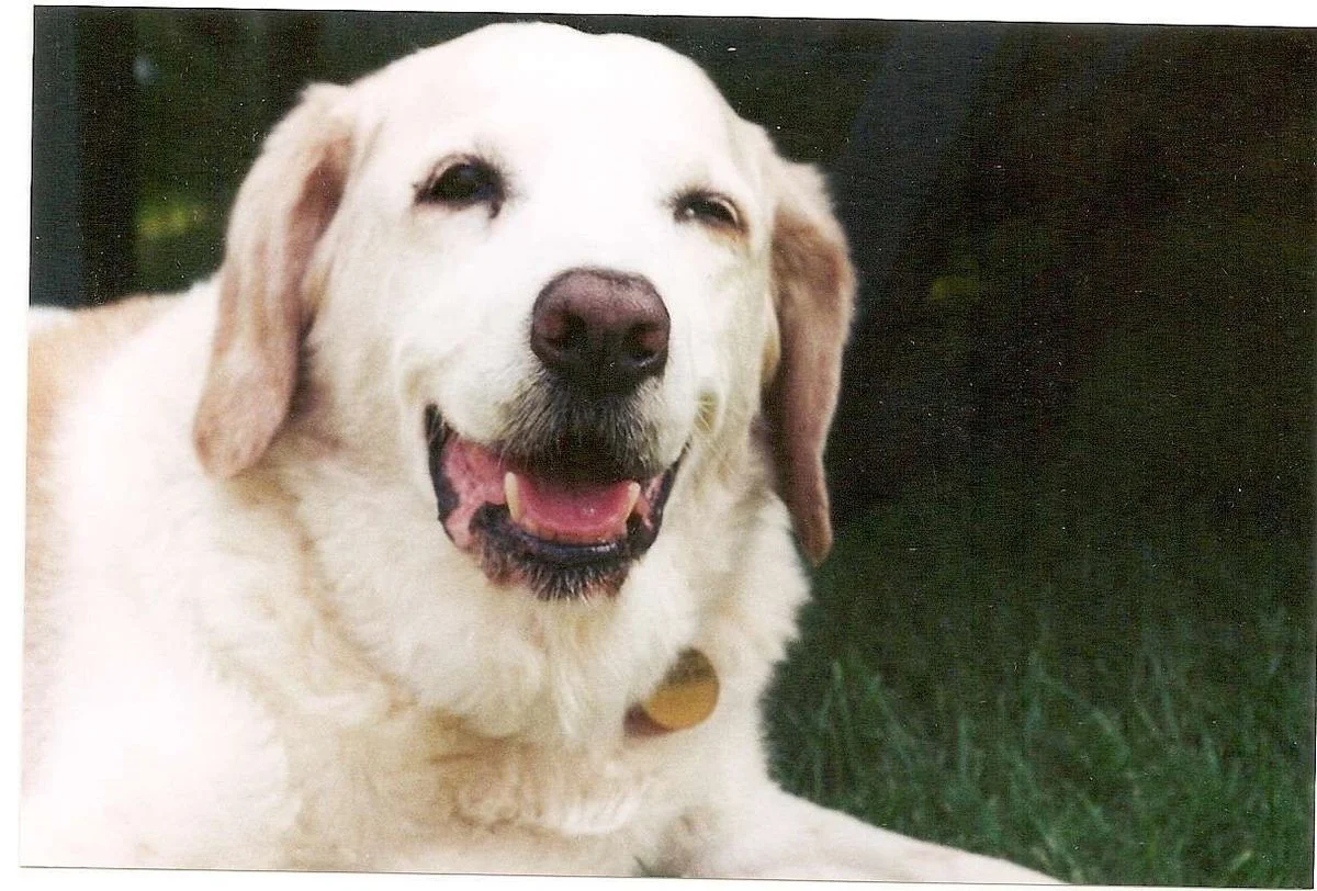 Marco smiling.webp