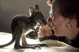Marsupial.webp