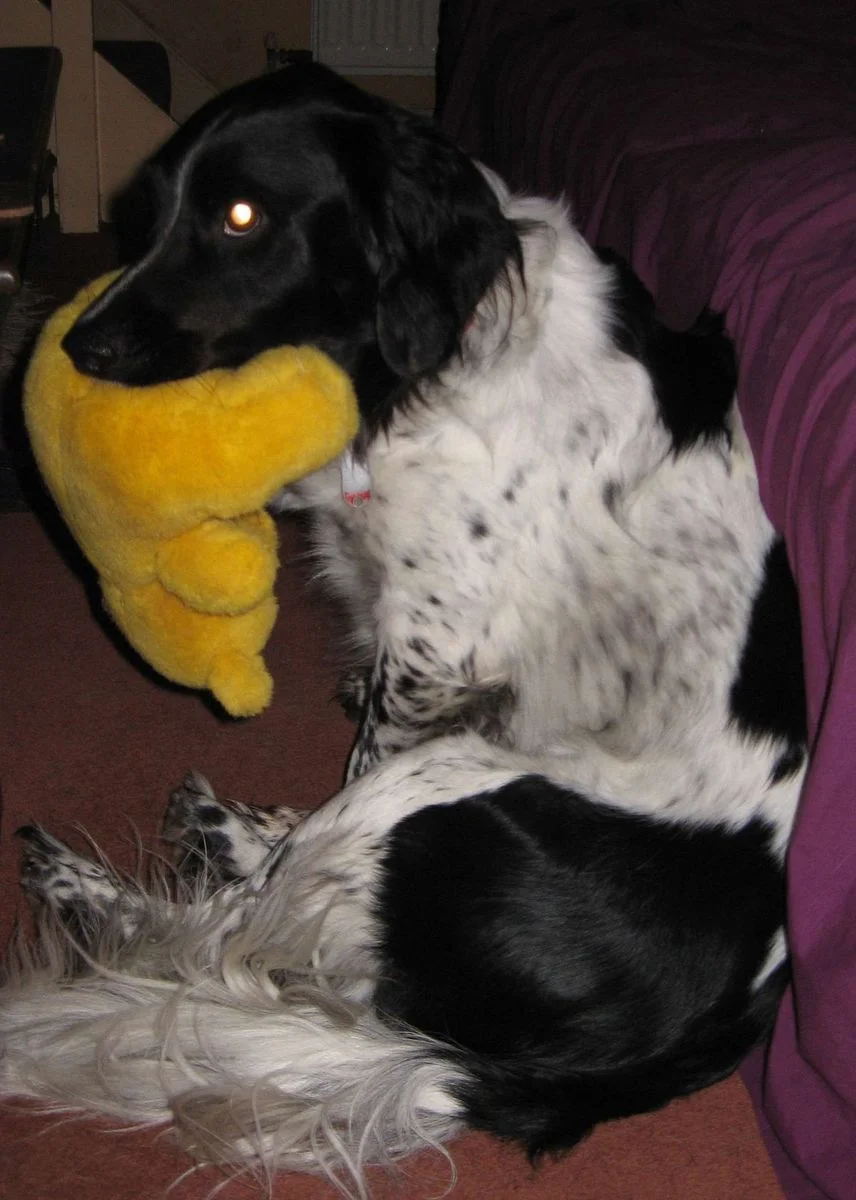 Max and Pooh bear.webp