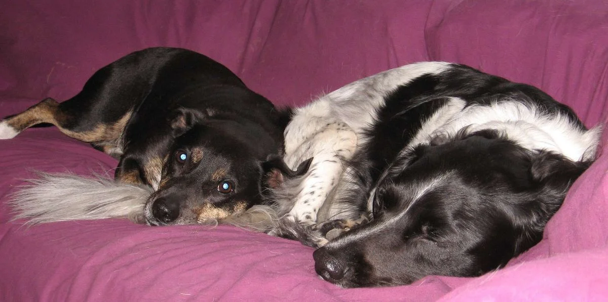 Max and Saffi 01 July 12.webp