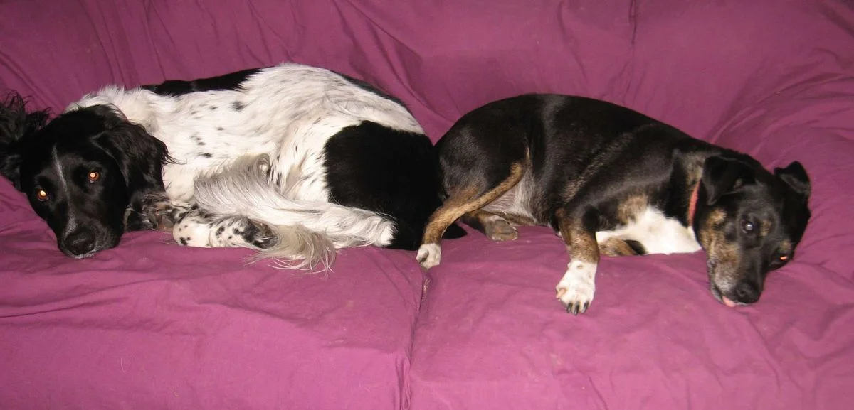 Max and Saffi, a hard day.webp