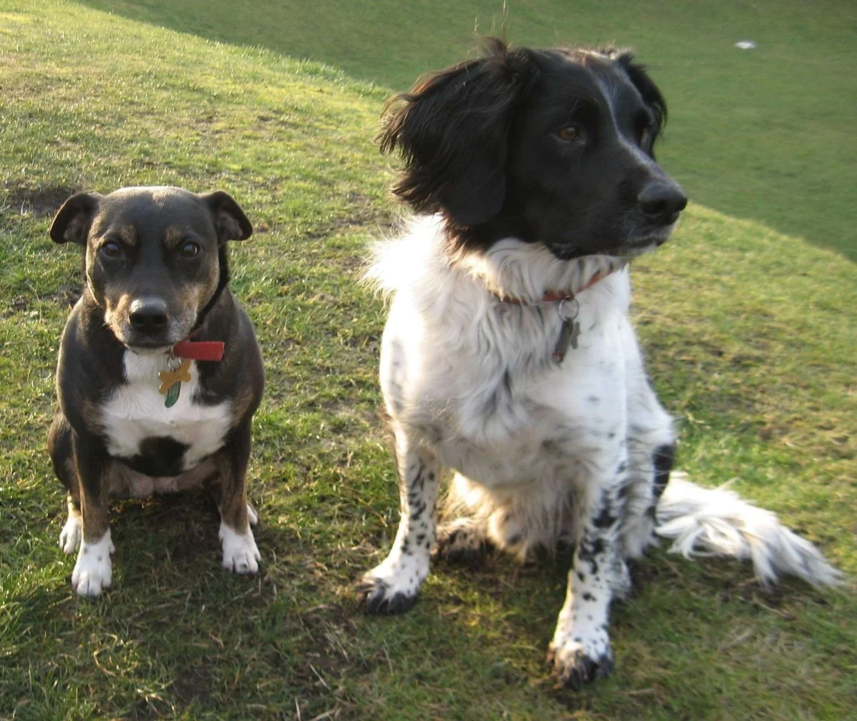Max and Saffi Feb 12.webp