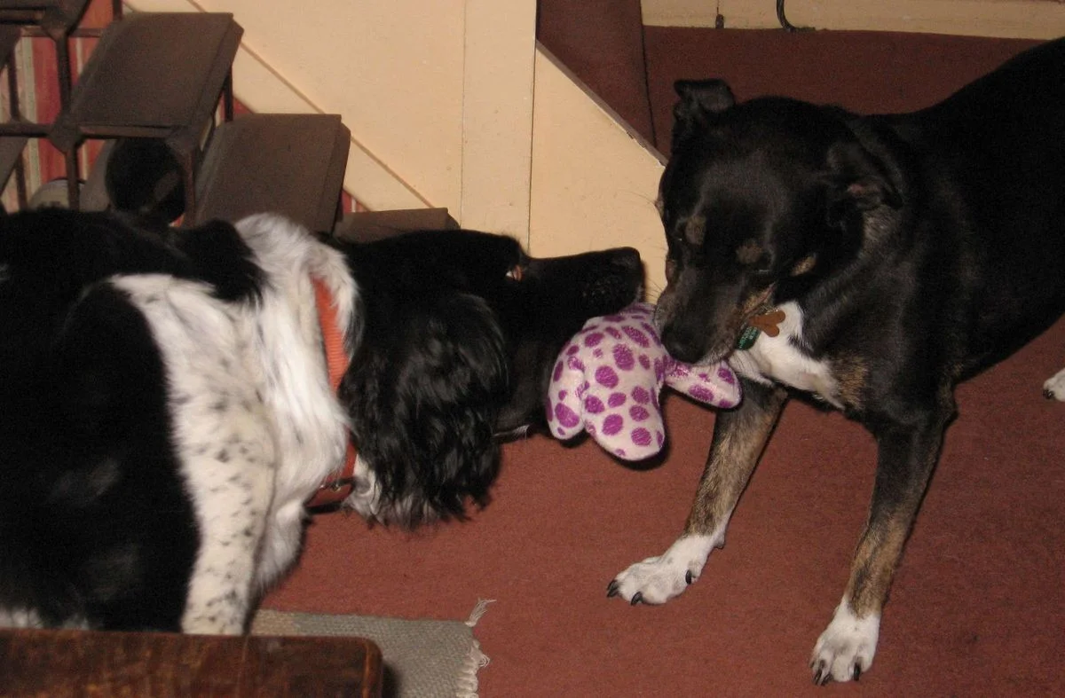Max and Saffi play tug 2.webp
