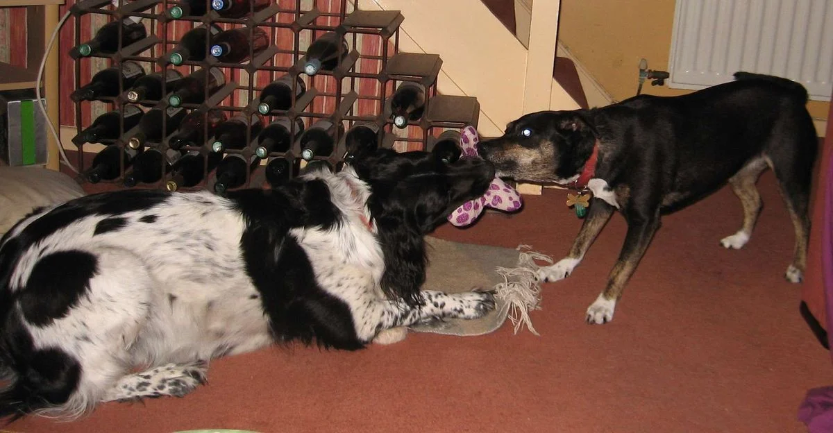 Max and Saffi play tug.webp