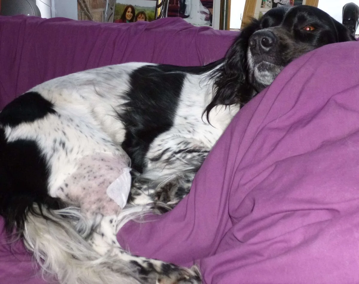 Max and sore leg.webp