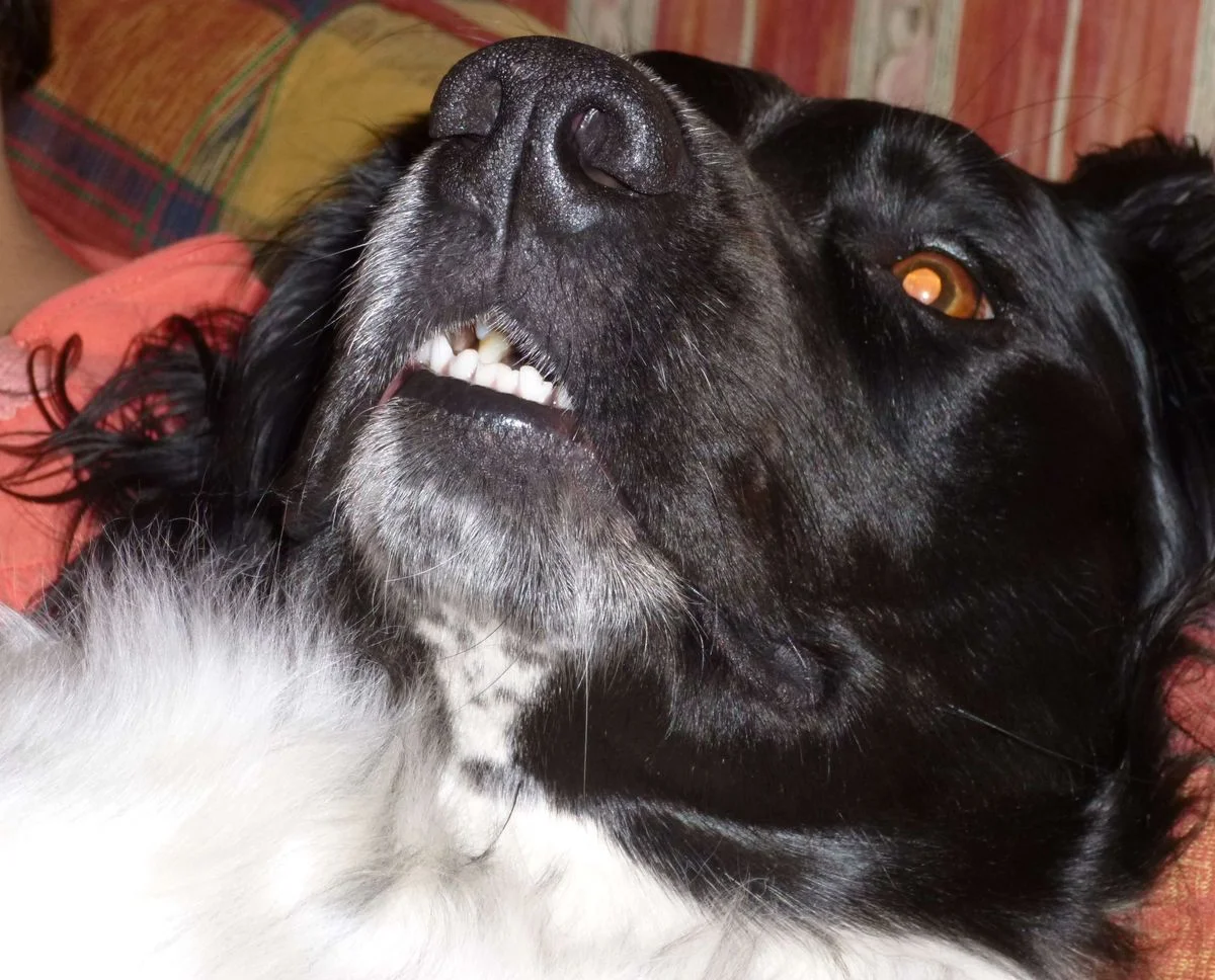 Max asleep cropped.webp