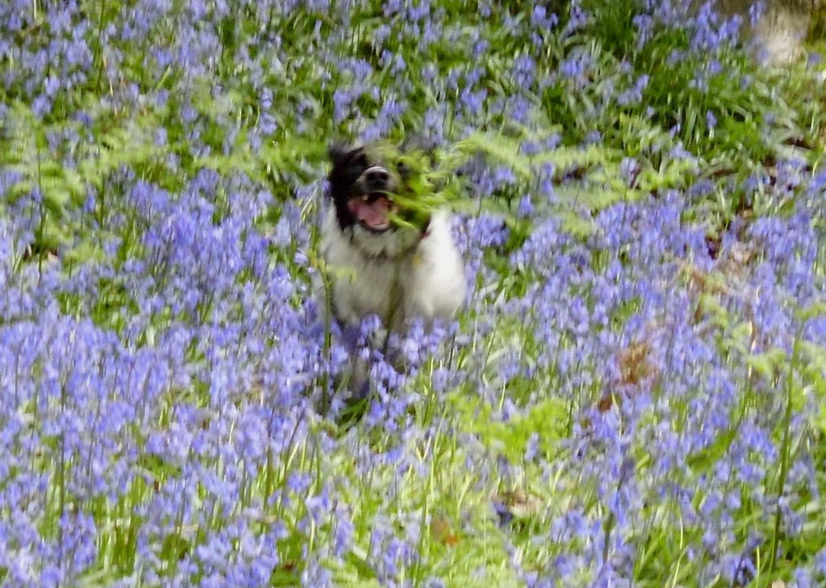 Max bounding through the bluebells.webp