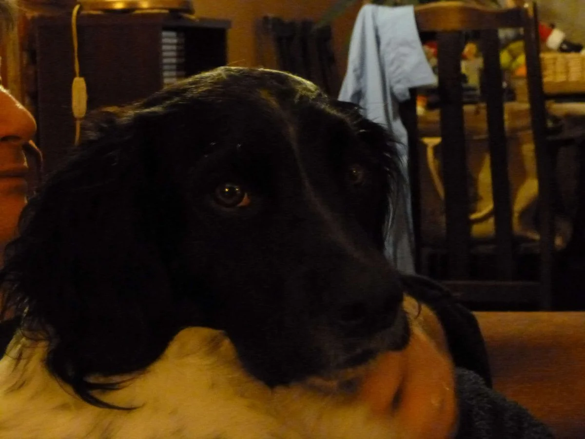 Max Head.webp