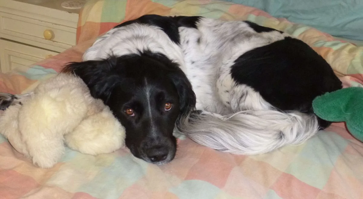 Max on the bed.webp