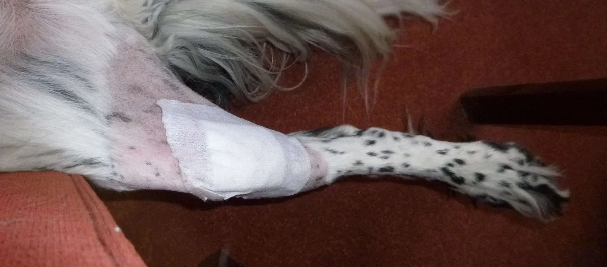 Max sore leg.webp