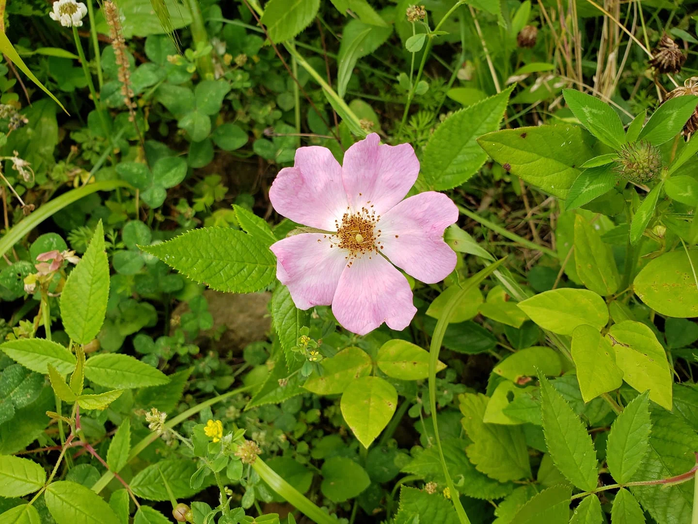 Meadow Wild Flower.webp