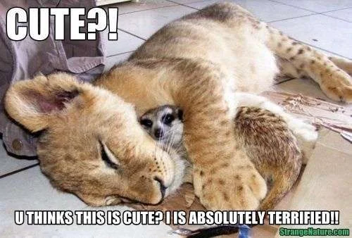 meerkat scared funny www-strangenature-com.webp