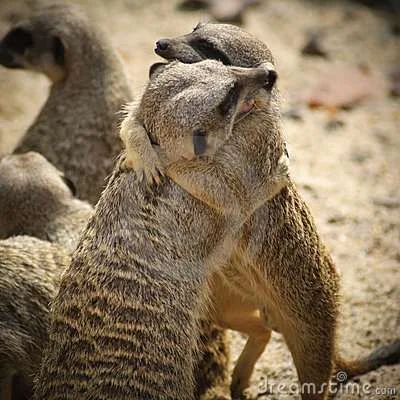 meerkats-thumb15747876.webp