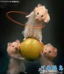 mice.webp