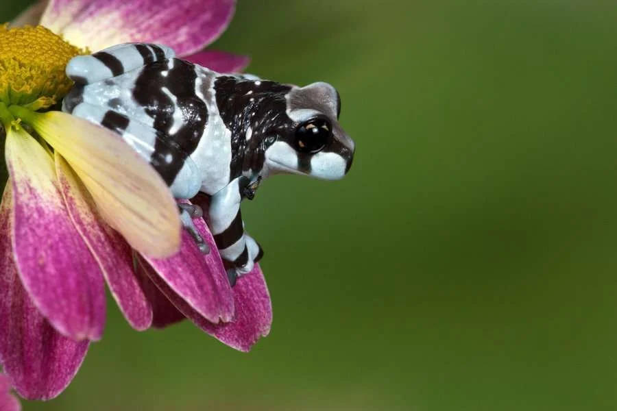 milk_frog_on_pink_flower_by_anginelson-d3df7rm.webp