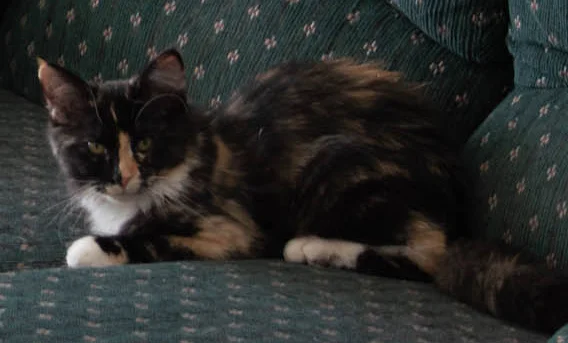Missy.webp