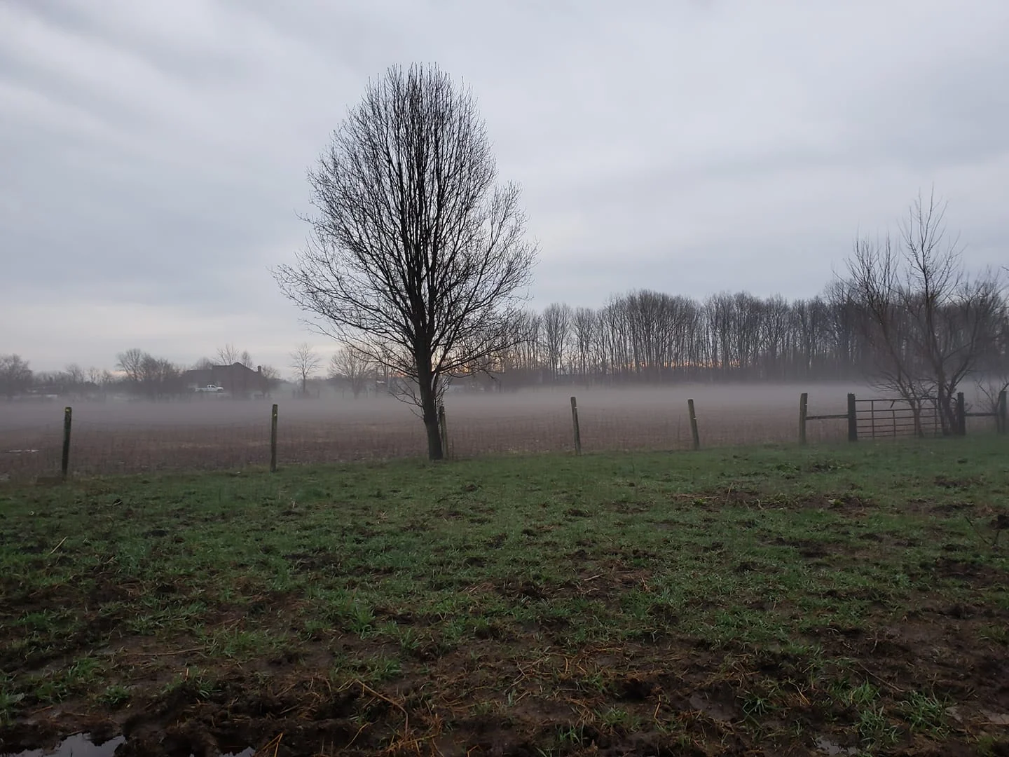 misty morn.webp
