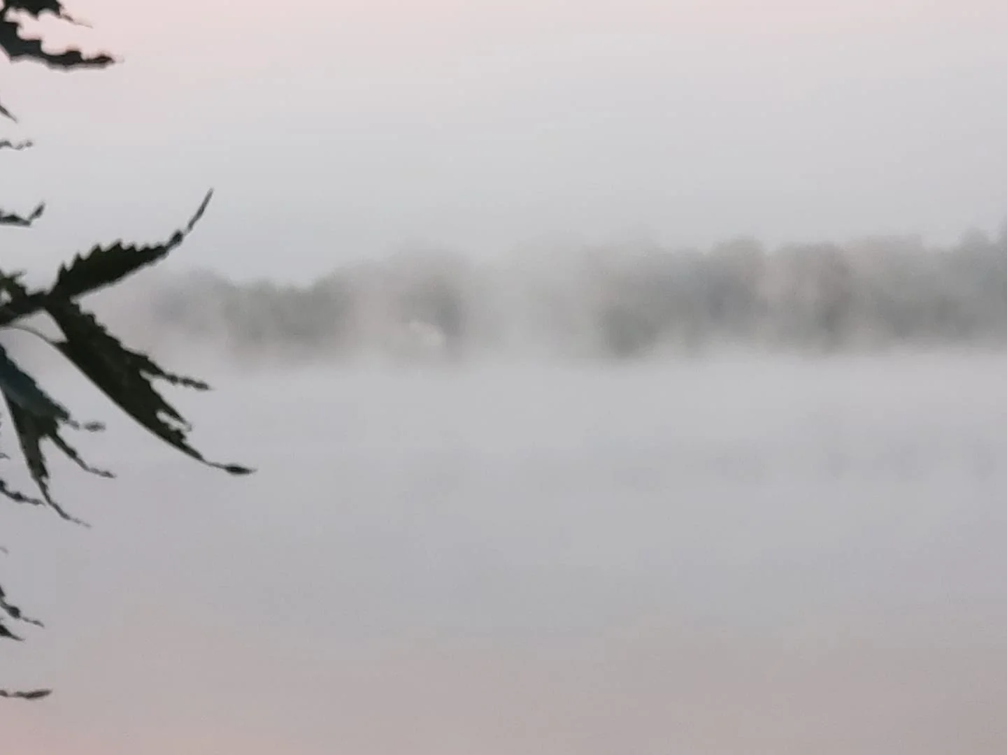 Misty Morning Sunrise.webp
