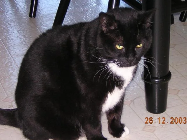 mittens.webp