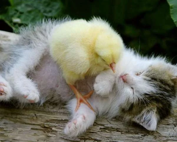 mixed-species-bird-and-cat-2.webp