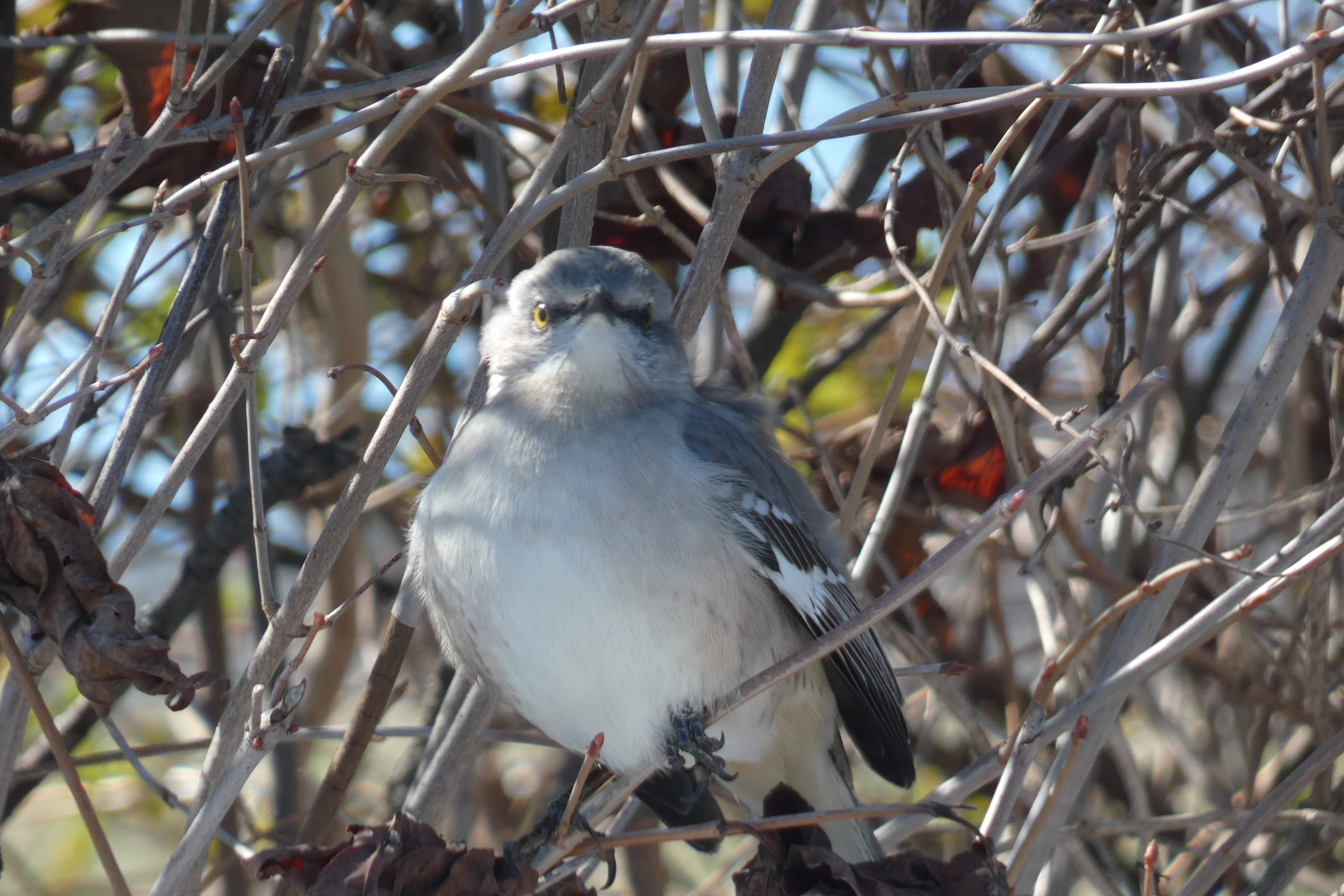 mockingbird_2.webp