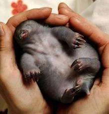 mole.webp