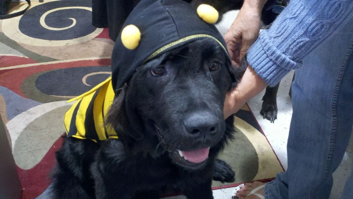 Molly Bee.webp