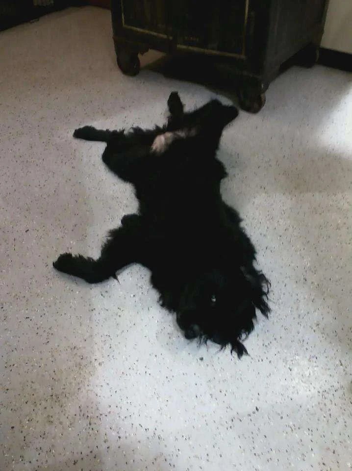 Molly rug.webp