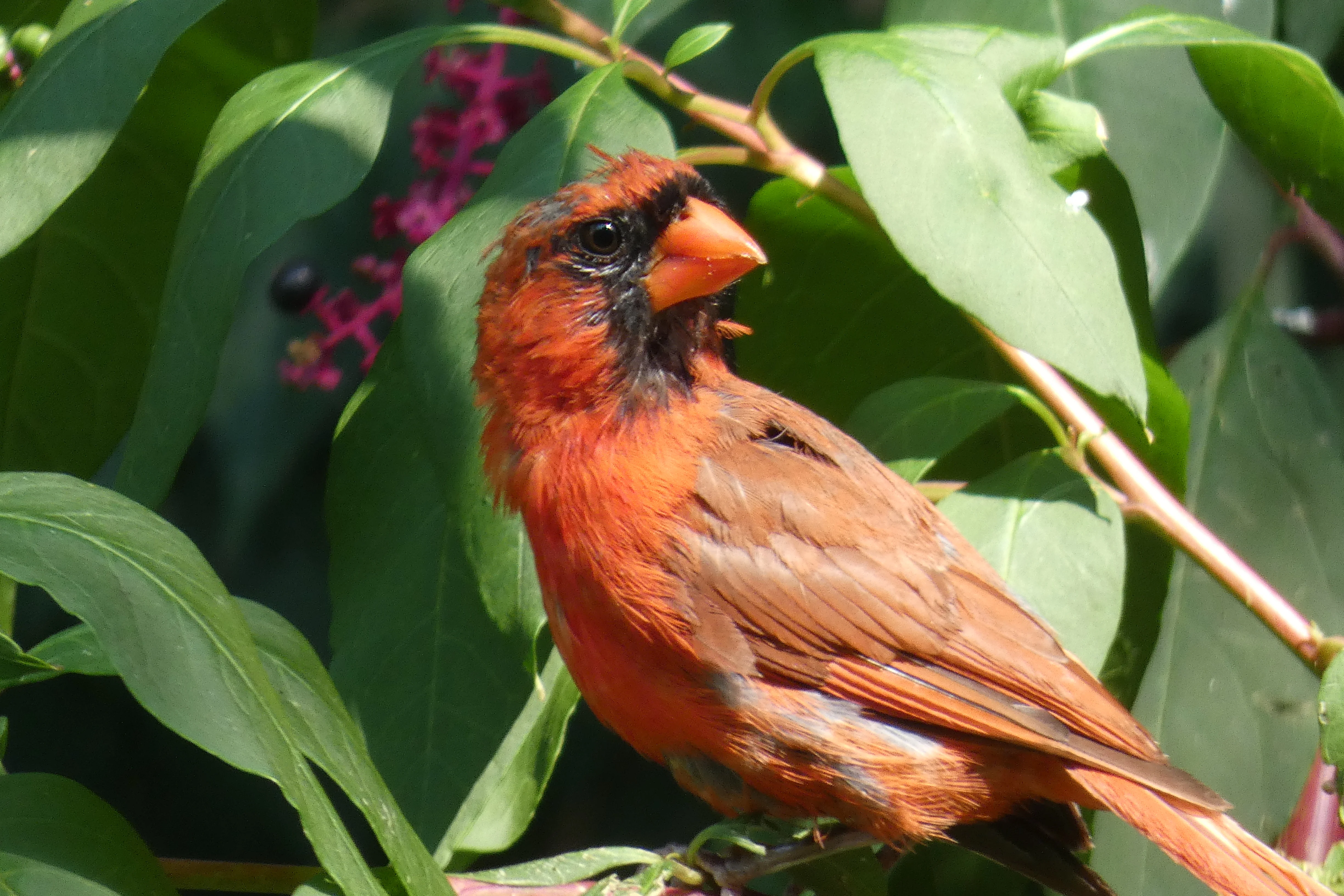 molting cardinal.webp