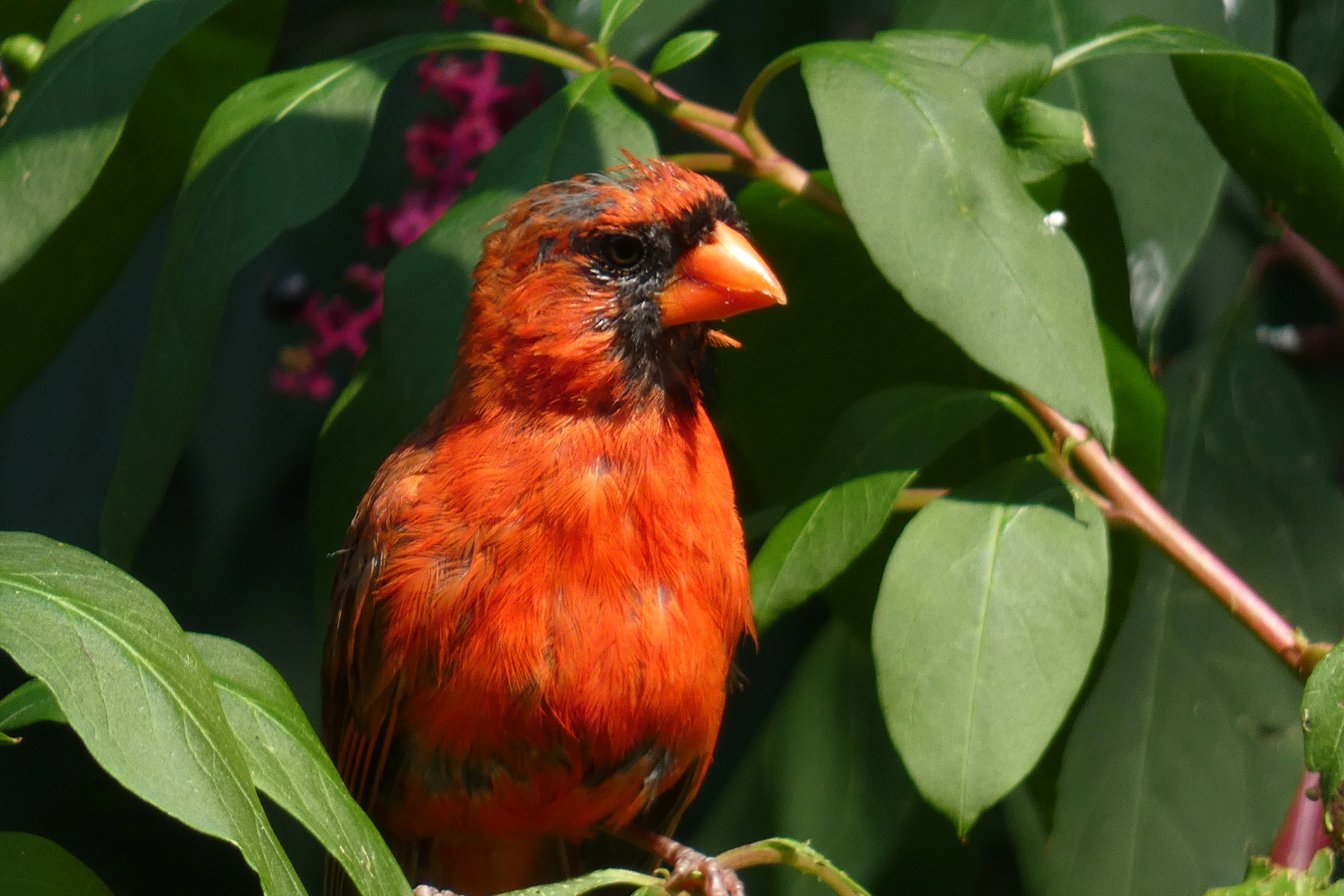 molting cardinal_2.webp
