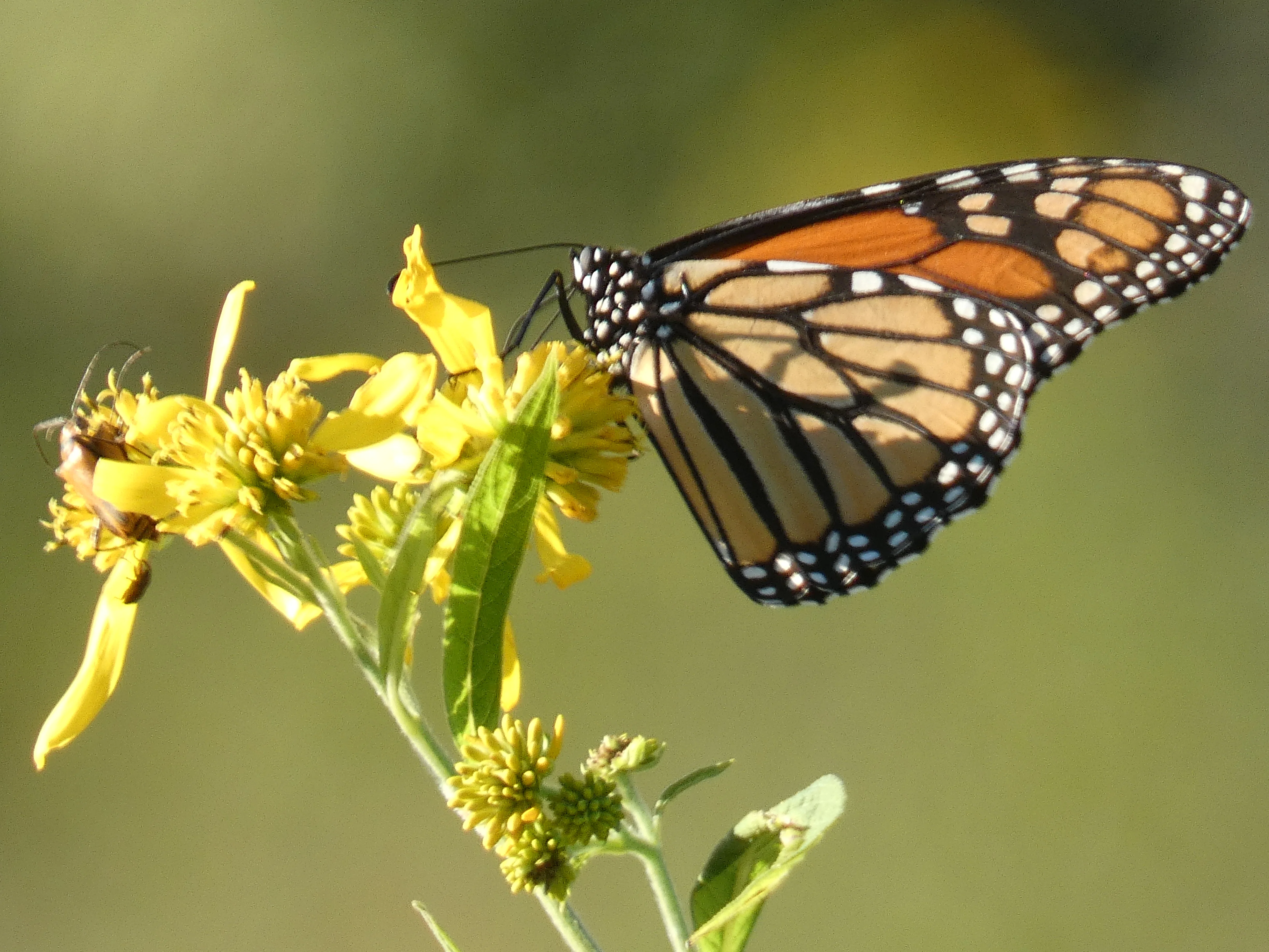 Monarch.webp