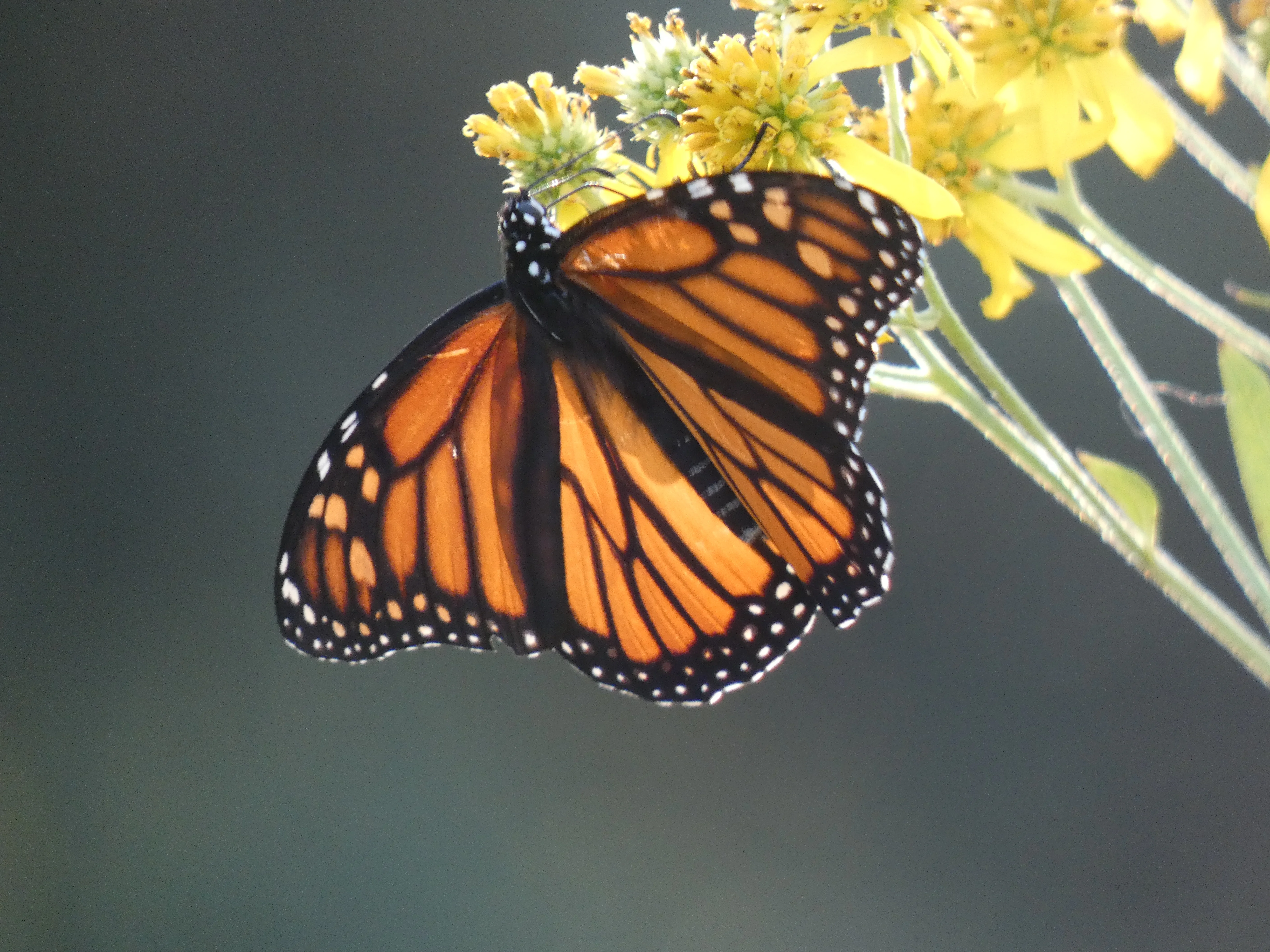 Monarch_2.webp