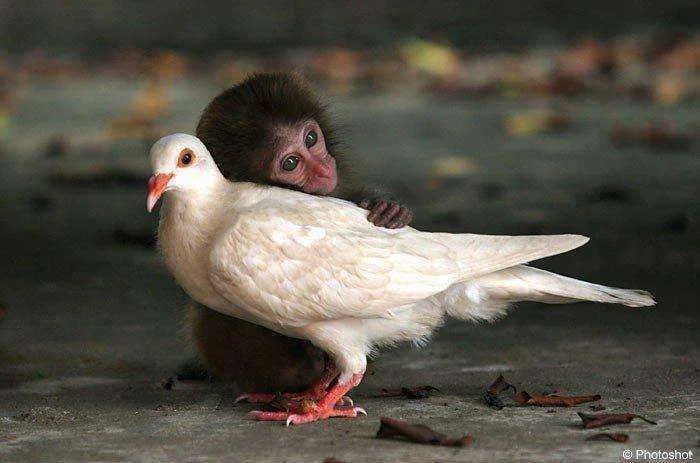 monket hug.webp