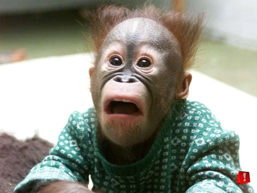 monkey[1].webp