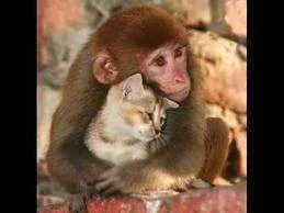 Monkey and cat.webp