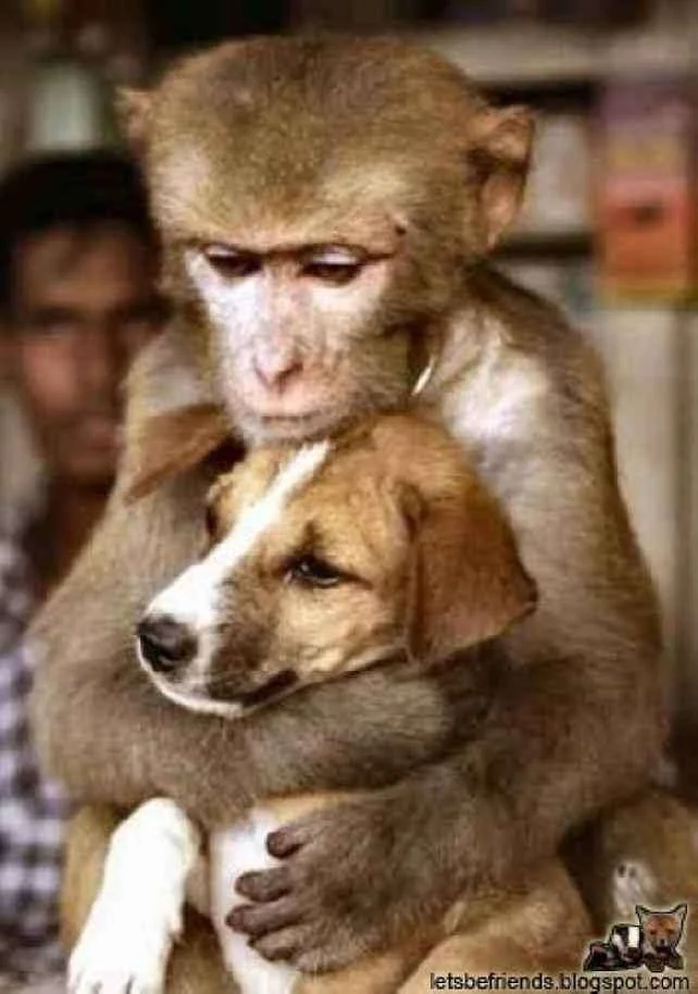 monkey hugging pup.webp