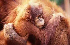 monkey hugs.webp