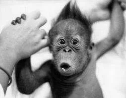 monkey pants.webp