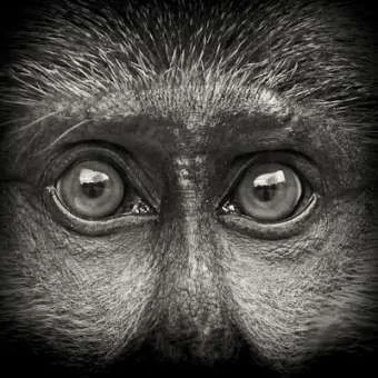 monkey.webp