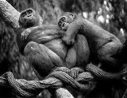 monkey.webp