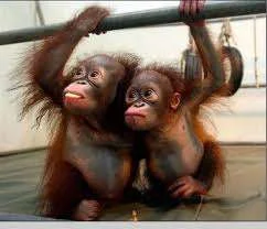 monkeys.webp