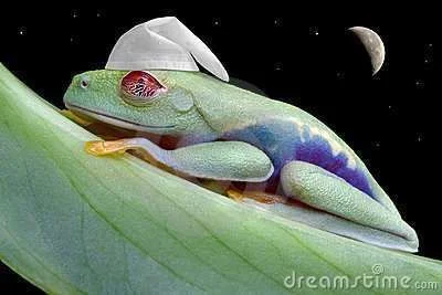 moonlit-sleepy-frog-thumb6521448.webp
