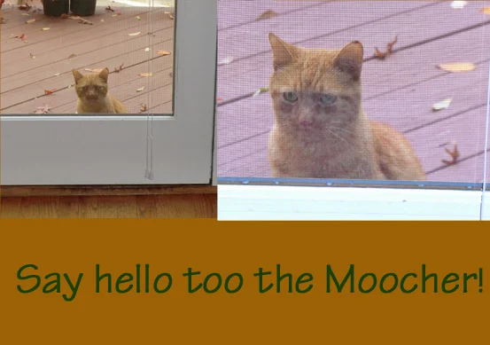 Moooch!.webp