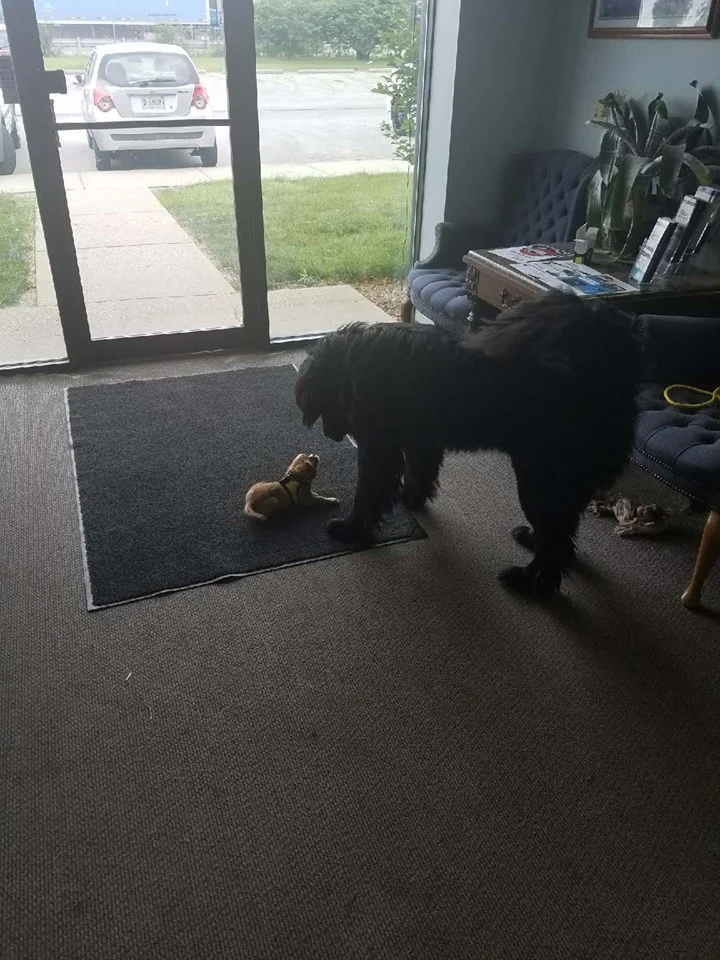 Moose and Dipper.webp