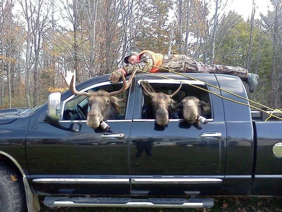 moose hunting.webp