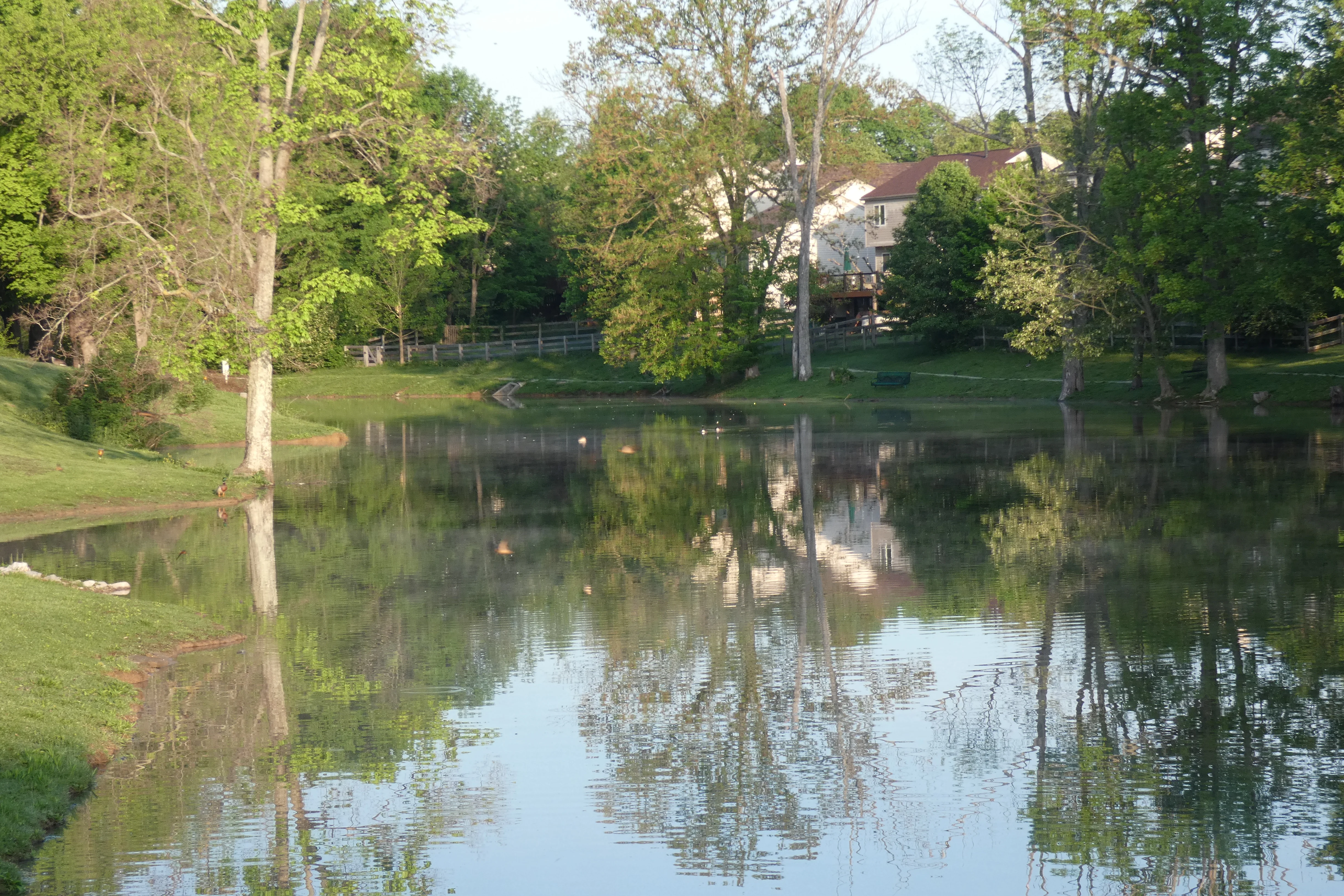 morning lake.webp